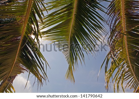 Three back-lighted coconut tree palm fronds swaying in the breeze on a tropical beach in the Philippine Islands.