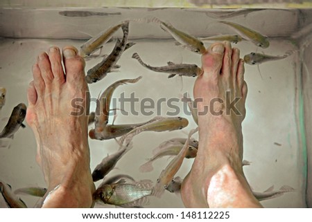 Garra rufa, doctor fish, nibble dead skin from a person\'s feet at a fish spa.