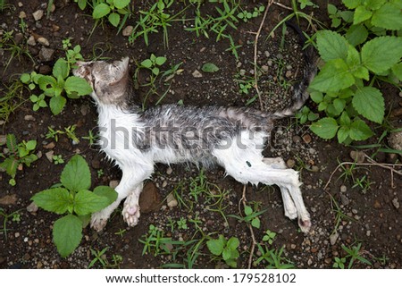 A grey and white dead kitten laying on the ground covered with ants and flies.