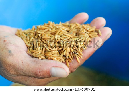 Rice seeds In farmer hand