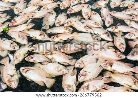 Dead fish due to water pollution.