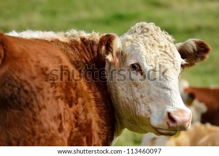 A cow looks around.