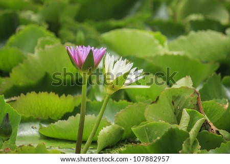 Water lily pink white lotus flower and leaves