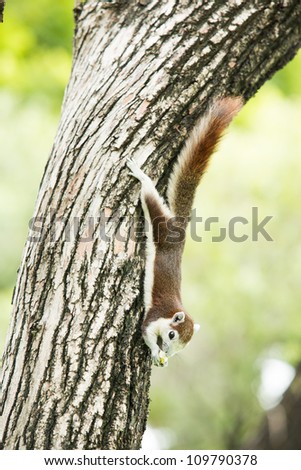 cute squirrel eating bread