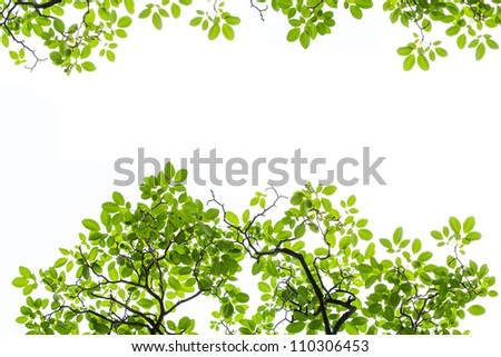 Green Bretschneidera leaves  isolated on white background