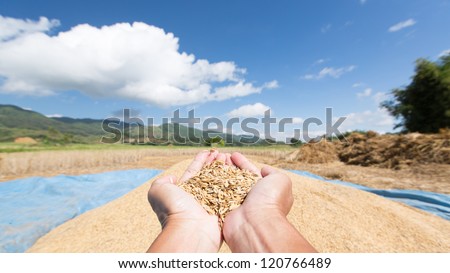 Rice seed in farmer hand against blue sky