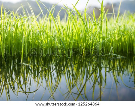 Green grass with reflex in water