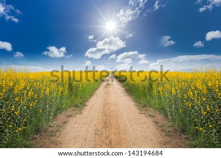 Road in the yellow flower fields with sun and blue sky