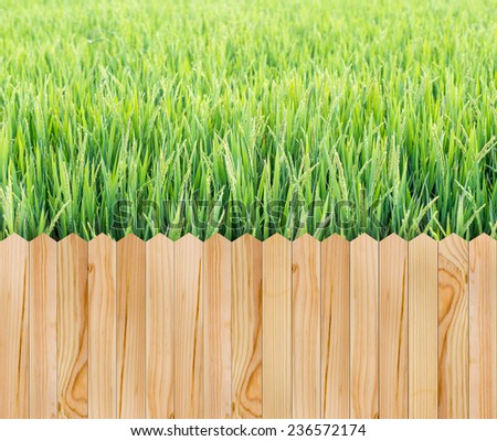 Wood fence with green rice field