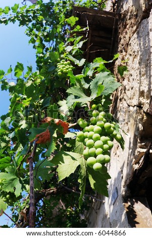Pergola of plant of grapevine with vine leaf and bunch of grapes