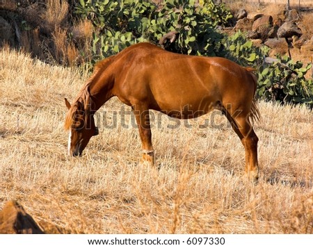 Horse that graze the stubble