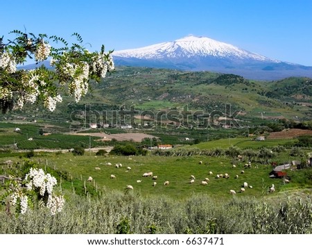 Rural landscape with the branches loaded with flowers and the volcano Etna snow covered