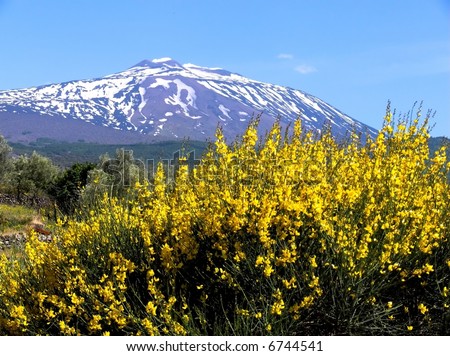 Landscape of volcano Etna with the sciara of snow covered and a genista with the spike with yellow flower