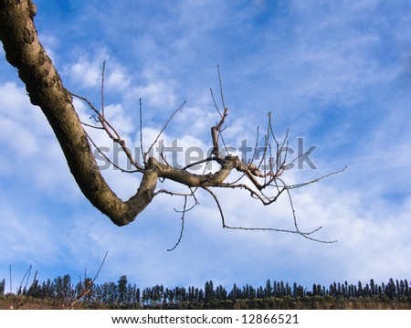 branch silhouette on blue sky and clouds in the background