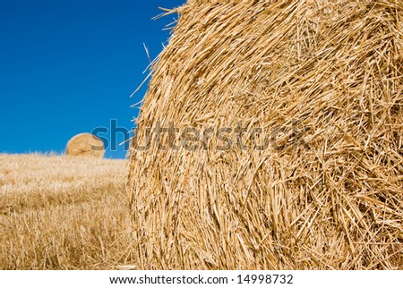 closeup Roll of hay on field