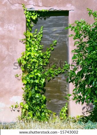 picturesque door of a home covered by ivy