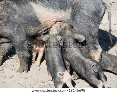 black pig feeding the baby pigs