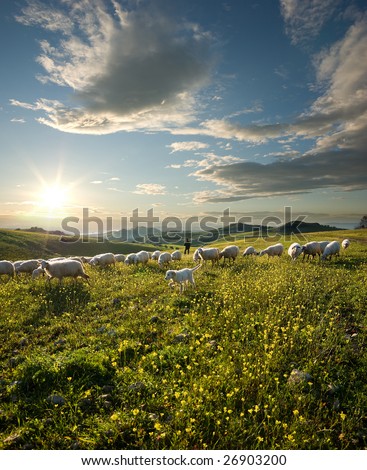 shepherd with dog and sheep that graze in flowered field at sunrise