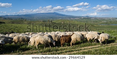 flock of sheep going through rural area