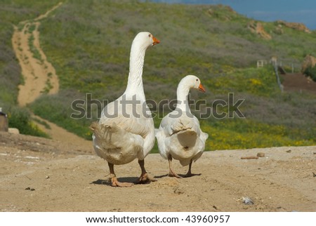 two white geese go away looking back