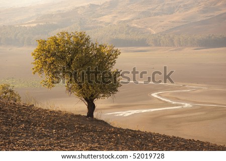 autumn landscape with lonely tree and a course of water in a dry lake