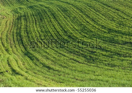 abstract curves of a background grassy