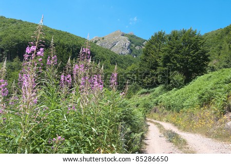 mountain landscape with green forest and clear sky along a trail in the republic of Macedonia