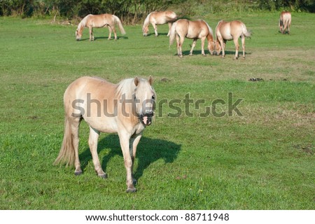 herd of horses are grazing on the meadow