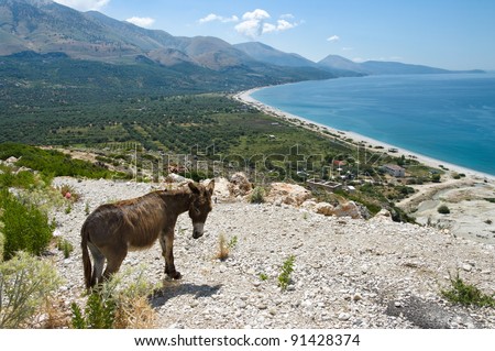 panorama of Qeparo beach and donkey in southern Albania