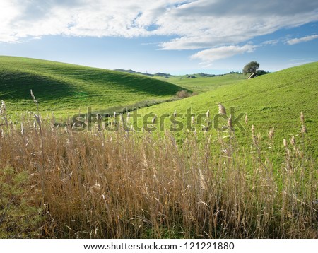 rolling landscape of sicilian country with lonely tree on background and rushes in foreground