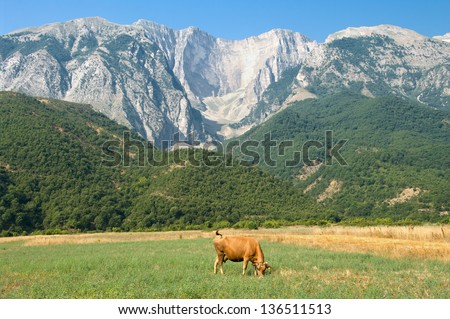 a cow grazing in front of Albania mountains of Permet distric