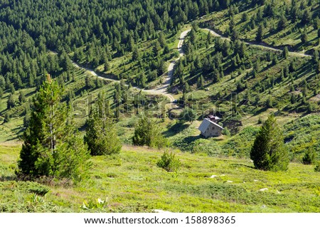macedonian pine and road mountain in the Pelister National Park, Republic of Macedonia