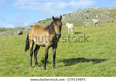 bay horse in highland of Mavrovo National Park, Republic Of Macedonia