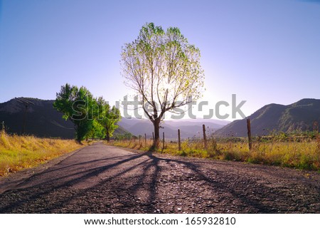 long shadow of tree in backlight agaist violet morning, Albania