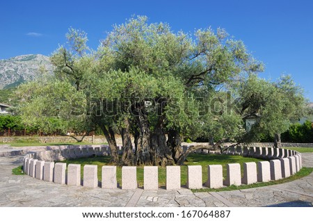 The Old Olive Tree, a symbol of the city of Bar, is the oldest tree in Europe, Montenegro