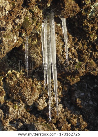 icicles and "sciara" encrusted with lichen and moss, Etna Park