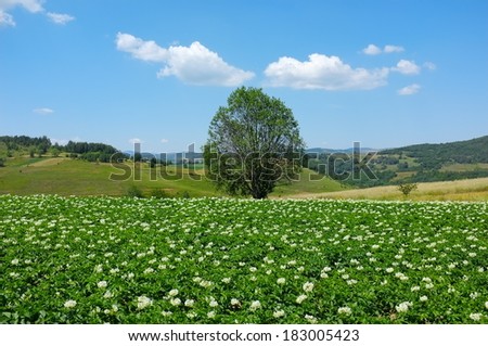 alone tree in a flowered field of aubergines, Serbia