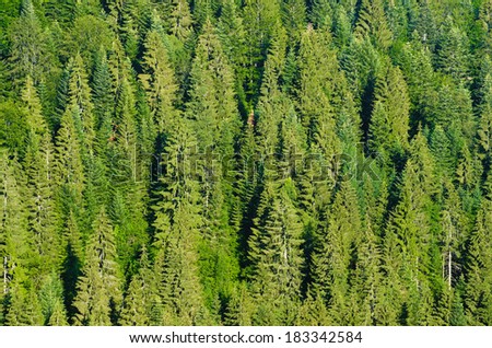 Fir Wood Zlatar Mountain, Serbia