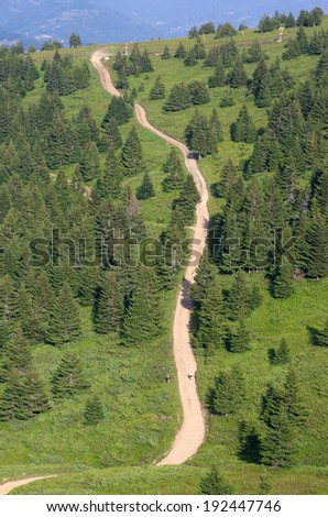 sinuous trail crosses fir woods of Kopaonik National Park, Serbia