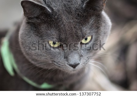 portrait of russian blue cat outdoor, in harness selective focus