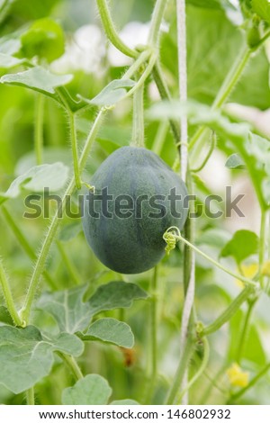 small watermelon hanging on plant, organic food