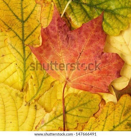 different autumn leaves, multicolored background autumn theme