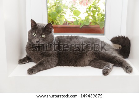 british shorthair cat on window, adorable cat