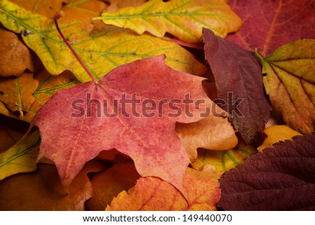 different autumn leaves, multicolored background autumn theme