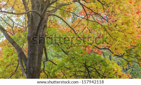 maple tree lush with colorful leaves, autumn theme