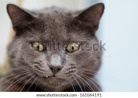 funny cat face, british shorthair cat close up