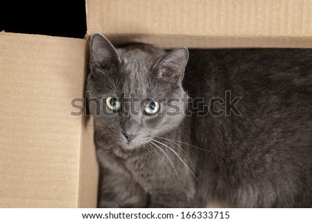 british shorthair cat in the box, pretty looking