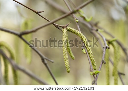 birch catkins buds on tree, close up photo
