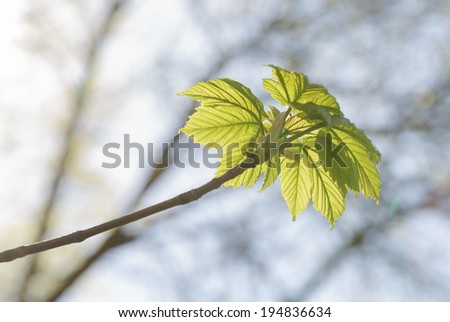new spring maple leaves, closeup morning photo