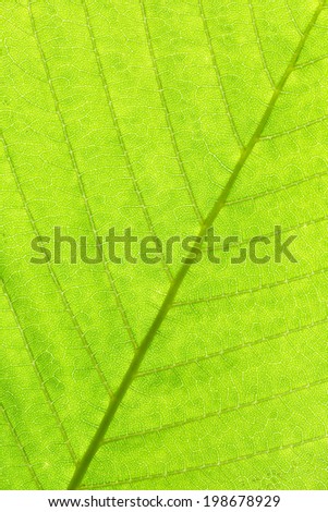 leaf structure close up background, chesnut leaf